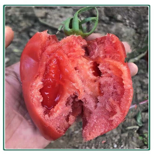 Super sweet mango honey tomato seeds for sowing fruit and vegetable seeds in spring and autumn for potted fruity sandy old tomato seeds Super sweet mango honey tomato seeds - original packaging of about 48 capsules