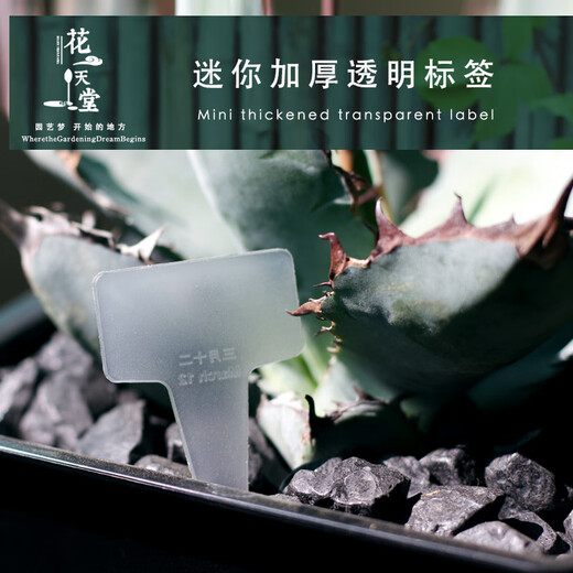 Transparent succulent label insert card T-shaped gardening tools plant flower planting sowing seedlings plastic label identification plate large white 100 pieces free black double-ended pen width 5.8 height