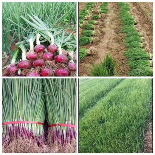 Purple-skinned onion seedlings, fruit red-skinned onion seedlings, vegetable seedlings for garden planting in all seasons, 50 purple-skinned fruit onion seedlings, high-yielding purple-skinned fruit onion seedlings