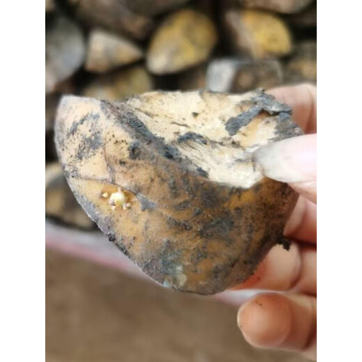 Authentic Qiuying Dutch fifteen-year-old potatoes with yellow hearts and yellow skins, first-generation potatoes and potato seeds, germinated and shipped whole and cut into pieces 1500g, well cut into pieces, medium-sized fruits, well cut into pieces