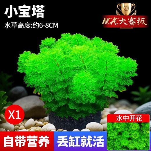 Crazy aquatic plants (FKSC) fish tank aquatic plants, real aquatic plants, purify the bottom aquatic plants, banyan crown grass, lying on the ground, short pearls directly into the tank, small pagoda, small tuo