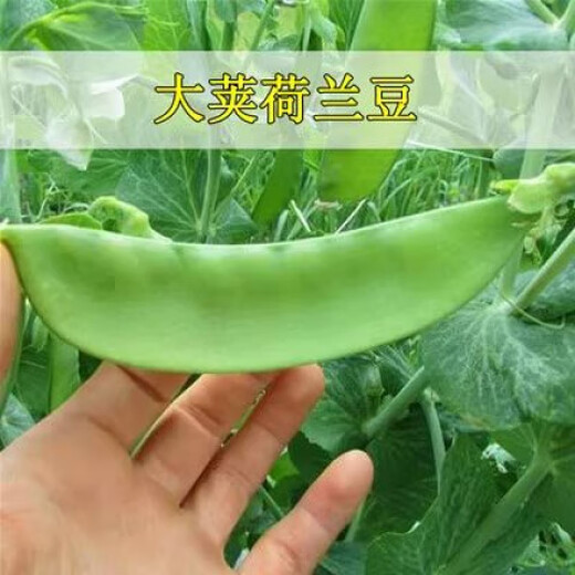 Dutch pea seeds, pea seedlings, four-season sweet old varieties, pea seeds, broad beans, rapeseed, pointed peas, high-yield snow pea seeds, original pack of about 50 seeds