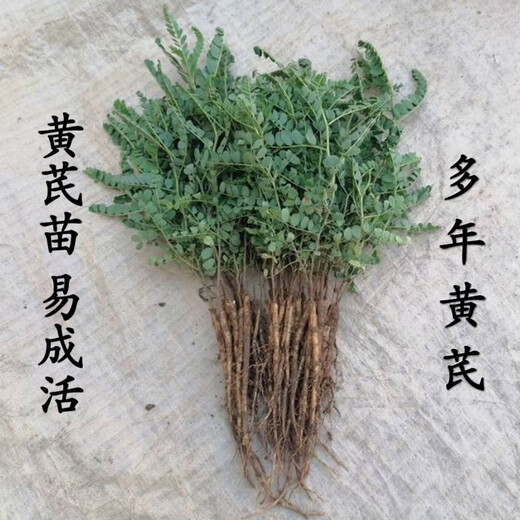 Wild Chinese medicinal material Astragalus seedlings Astragalus seedlings fresh with teeth and kept alive can be planted in pots and planted in the ground. 20 seedlings and 3 seedlings.