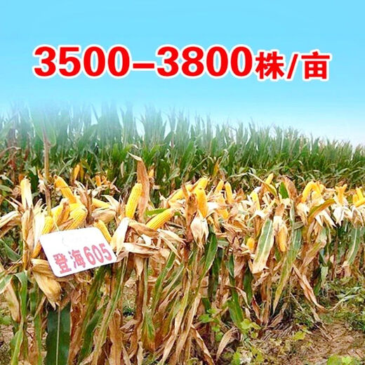 National-approved new species Denghai 605 corn seeds, double national-approved short-stem, high-yielding, red-shaft, large-cob corn seeds, national-approved quality Denghai 605, one bag, 4,000 grains, 1 mu of land