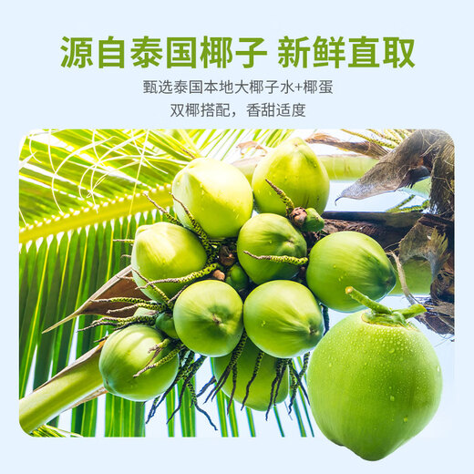 Jingxiansheng Wadika Thai Coconut Egg 2 Pack Single Fruit 500g/Each Straight from the Source Mid-Autumn Fruit Gift Box