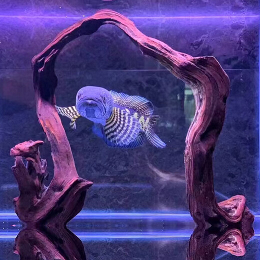 OIMG二马沉木40cm小米鱼缸造景沉木 ADA水族造景精品沉木小号小型水草 军绿色 F3890