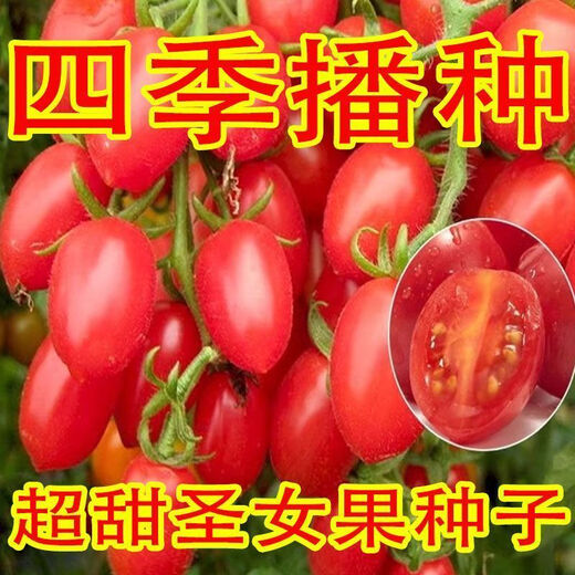Millennium Cherry Tomato Seeds Super Sweet Cherry Tomato Balcony Easy-to-Live Four Seasons Potted Tomato Vegetable Seeds Super Sweet Red Cherry Tomato Seeds Simple Planting Nk New Seeds Addition: About 300 capsules 1 pack