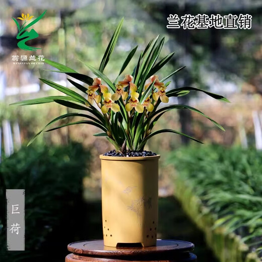 Wengyuan Orchid Authentic Spring Orchid Giant Lotus Old Species Winter Flowering Period Strong Fragrance Easy to Grow Indoor Desktop Flower Pots Giant Lotus 7 Seedlings Large Strong Seedlings Simple Pot Hair