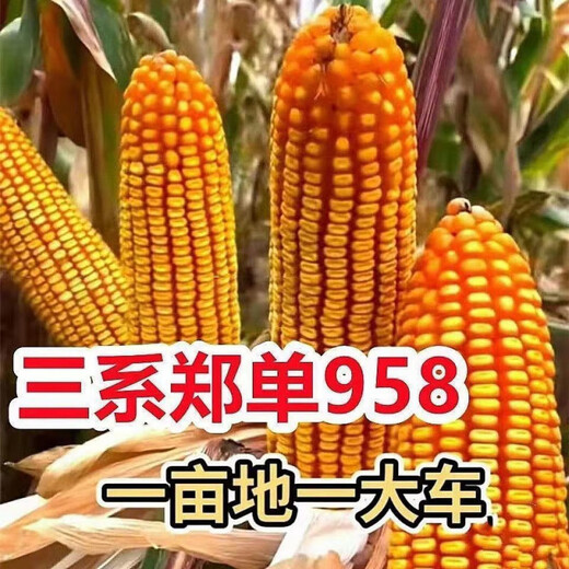 Высокоурожайные семена кукурузы Zhengdan 958, одобренные на национальном уровне Zhengdan 958 Daquan, большая палочка, белый вал, устойчивость к полеганию и засухоустойчивость, карликовые прицветники, Академия сельскохозяйственных наук Mixifeng Zhengdan 958 4Jin Jin соответствует 0,5 кг 1 мешок