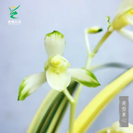 Wengyuan Orchid Jianlan Hetianxia Yehua Double Art Lotus-shaped Plain Heart Ceiling High-grade Xiangyi Precious Resource Grass Hetianxia 3 Seedlings Large and Strong Seedlings Bloom in the Year