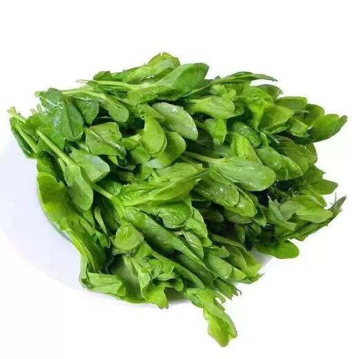 Pea seedling seeds do not require pea tip seeds, autumn southern bean seedlings, green sprouts, sprouts, sowing farm vegetables in all seasons, vegetable farmers 10 packs, field quality