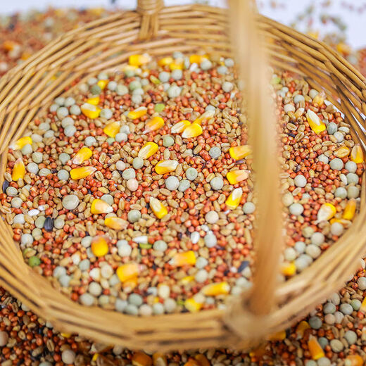 New pigeon food nutrition contains corn 10kg bird food homing pigeon white adult young pigeon ornamental pigeon food without corn pigeon food 10Jin Jin is equal to 0.5 kg