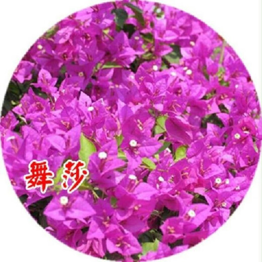 Bougainvillea seeds Bougainvillea seeds Bougainvillea flower seeds Bougainvillea flower seeds Potted Four Seasons Eight Dances 100 capsules