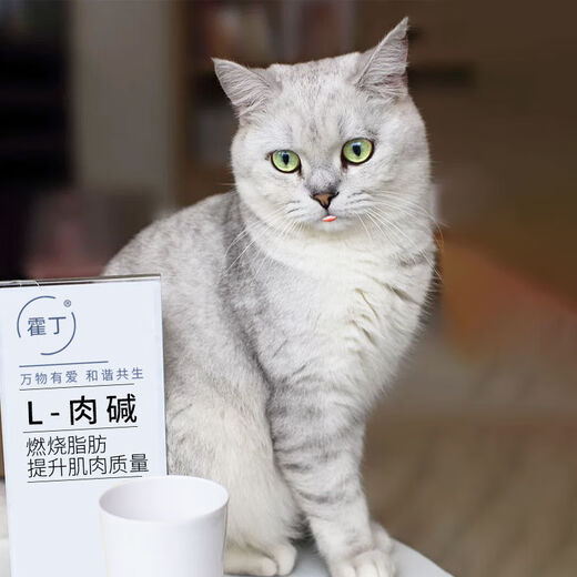 Hodin cat food 1.5kg 10kg large grain British short American short ragdoll general purpose for adult and kittens 1.5kg