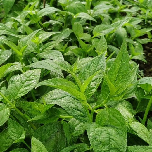 Jingyu Yunnan golden flower red ginseng rare fruit four-season green plant abacus fruit spider fruit Yunnan abacus fruit 100 red ginseng coated large black fruit seeds