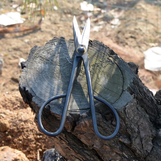 Zhuji leaf bud scissors for bonsai styling tools gardening pruning scissors Zhu Ji leaf bud scissors