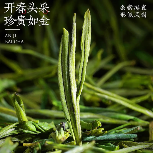 Chen Yifan rare white tea tea green tea Anji Baiye No. 1 tea tree fresh leaves and buds rare white tea 4 cans total 200g Chen Yifan rare white tea tea green tea Anji Baiye No. 1 tea tree fresh leaves and buds rare white tea 4 cans total 200g