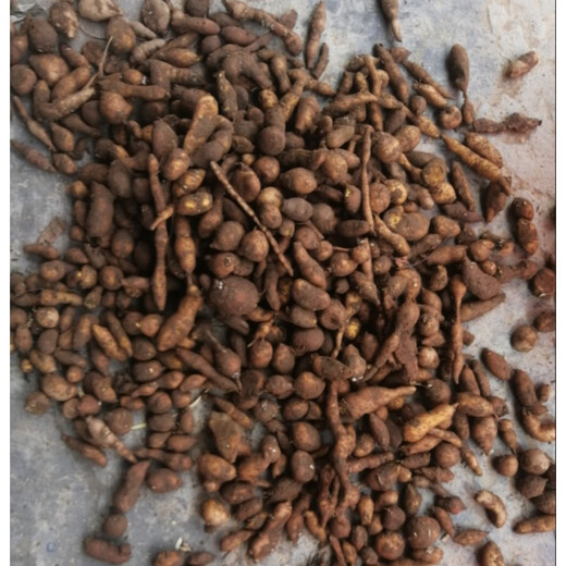 Jinguolan seed bulbs, small bulbs for ground gall seeds, Jinguolan seedlings, wild provenances, one medium-sized bulb is equal to 0.5kg (about 80-120 pieces), bare root without soil