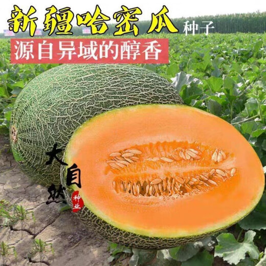 Crisp and sweet cantaloupe four seasons Xinjiang reticulated cantaloupe spring, summer and autumn garden potted fruit new species cantaloupe seeds welfare 1 pack of about 49 pieces
