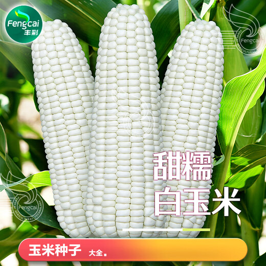 Sowing mood super sweet waxy corn seed black sweet waxy sticky colorful waxy fruit corn seed larvae field high yield big stick easy living hybrid <National Approval> white sweet waxy corn seed 1 pack 100g No Specifications