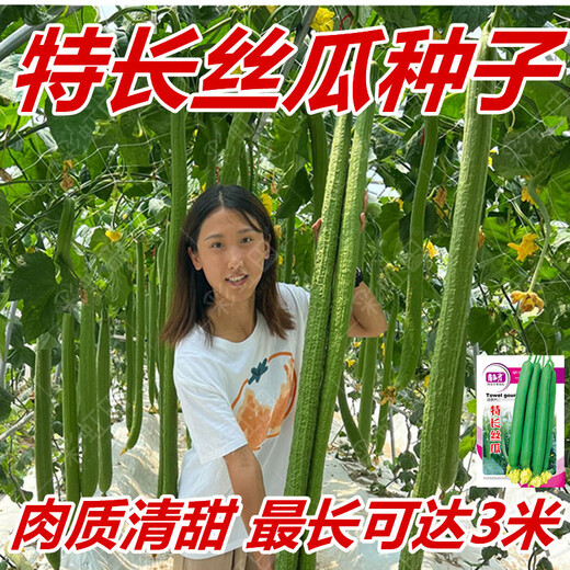 Extra long loofah seeds for all seasons, early maturing snake-shaped loofahs in garden pots, meat and vegetable seeds. The flesh is sweet and tender. Extra long loofah seeds can grow up to 3 meters long. They can be planted all year round. 50 original pieces. 79% people choose it.