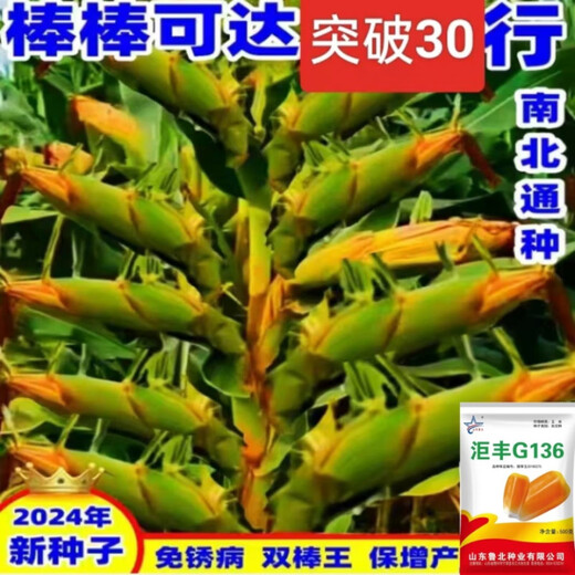 Golden grain 136 corn seeds, stable yield, large sticks, short stems, disease resistance, lodging resistance and drought resistance, corn grains in the north and south are in stock. The national approval ton yield is 136 per acre (3Jin Jin is equal to 0.5 kilograms)