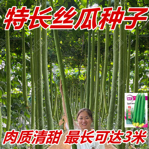 Extra long loofah seeds for all seasons, early maturing snake-shaped loofahs in garden pots, meat and vegetable seeds. The flesh is sweet and tender. Extra long loofah seeds can grow up to 3 meters long. They can be planted all year round. 50 original pieces. 79% people choose it.