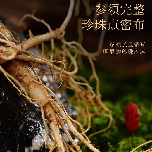 Qingqitang Changbaishan Ginseng Ganzes mit Geschenkbox in Wein und Suppe Tonic Northeast Specialty Vatertagsgeschenke für Älteste eingeweicht