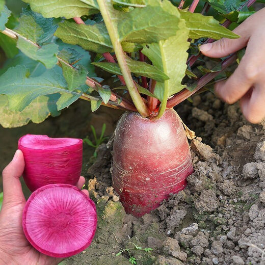 3341 pieces in 30 days, raw pineapple fruit radish seeds, purple beauty radish, rouge radish seeds, summer four, premium original, 300 capsules, three packs, fruit-type pineapple radish seeds (new this year)