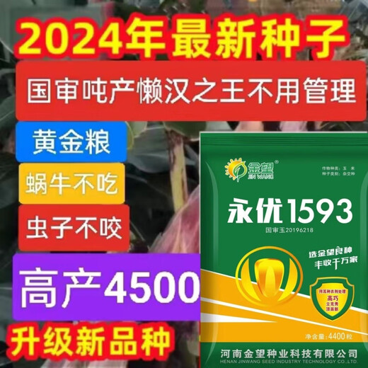 Одобренные на национальном уровне стабильные семена кукурузы с короткими стеблями и большими стеблями, свежими полегающими и засухоустойчивыми пастбищными зернами Северной и Южной Академии сельскохозяйственных наук, упакованное зерно Yongyou 1593, 70 зерен, пробный сорт.