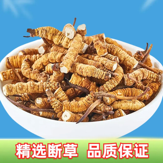 【支持质检】虫草大断草正宗冬虫夏草断草虫草断草自食滋补正品 正宗藏区虫草大断虫草 10克装送一克发11克