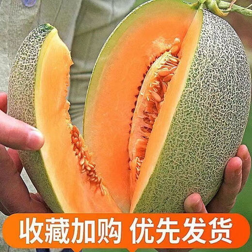 Crisp and sweet cantaloupe four seasons Xinjiang reticulated cantaloupe spring, summer and autumn garden potted fruit new species cantaloupe seeds welfare 1 pack of about 49 pieces