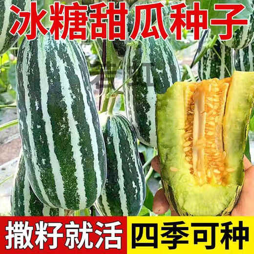 Yimizhu early-maturing thin-skinned rock sugar melon seeds, crispy, sweet and delicious cantaloupe seeds, high-yielding fruits for spring and autumn vegetable planting, rock sugar melon seeds 100 capsules *1 pack + fertilizer