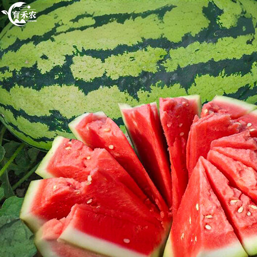 Yuhenong Xinong No. 8 watermelon seed seedlings with soil seedlings are suitable for southern large watermelon seeds. Sweet lazy man watermelon seeds 50 capsules 2 bags