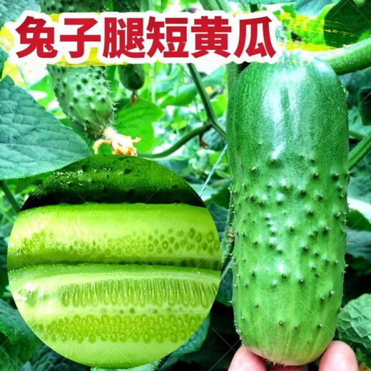 Rabbit leg fruit type authentic fruit cucumber short stick melon seeds field sowing early maturity in spring and autumn carefully selected 1 pack of about 50 seeds