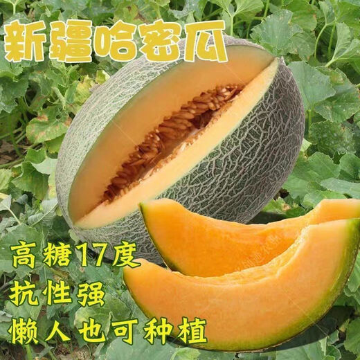 Crisp and sweet cantaloupe four seasons Xinjiang reticulated cantaloupe spring, summer and autumn garden potted fruit new species cantaloupe seeds welfare 1 pack of about 49 pieces