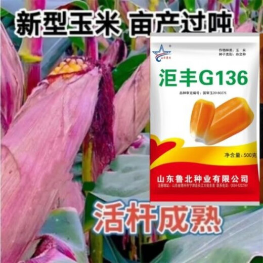Golden grain 136 corn seeds, stable yield, large sticks, short stems, disease resistance, lodging resistance and drought resistance, corn grains in the north and south are in stock. The national approval ton yield is 136 per acre (3Jin Jin is equal to 0.5 kilograms)