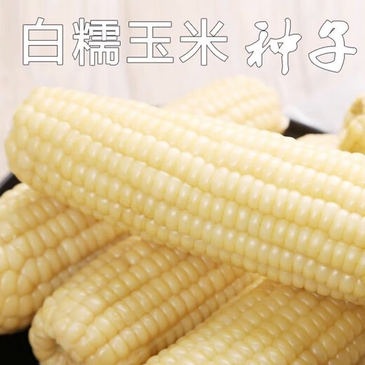 Sowing mood super sweet waxy corn seed black sweet waxy sticky colorful waxy fruit corn seed larvae field high yield big stick easy living hybrid <National Approval> white sweet waxy corn seed 1 pack 100g No Specifications