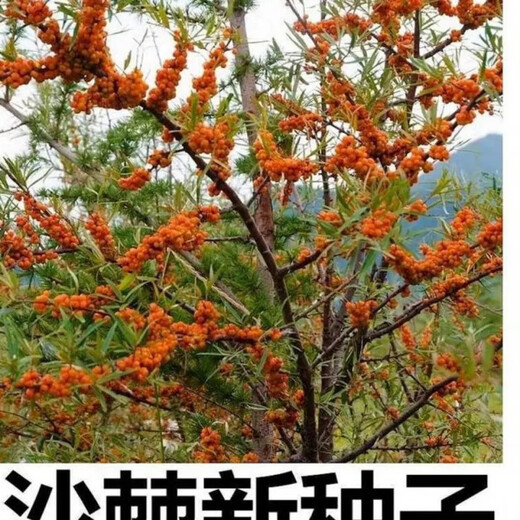 1278 people collect sea buckthorn and rich in nutrients. Sea buckthorn tree fruit tree seeds are cold-resistant and drought-resistant fruit tree perennial. Sea buckthorn seeds are 100 grains.