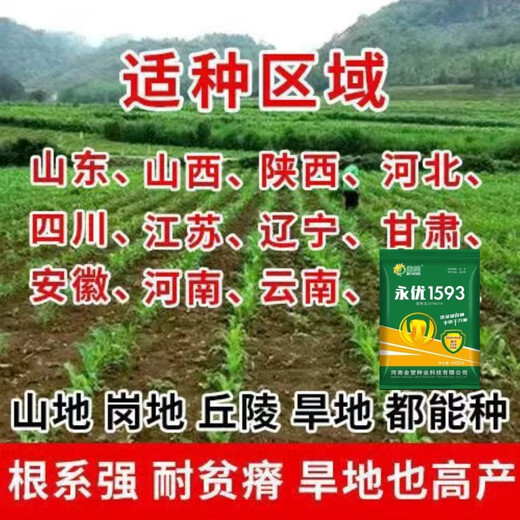 Одобренные на национальном уровне стабильные семена кукурузы с короткими стеблями и большими стеблями, свежими полегающими и засухоустойчивыми пастбищными зернами Северной и Южной Академии сельскохозяйственных наук, упакованное зерно Yongyou 1593, 70 зерен, пробный сорт.