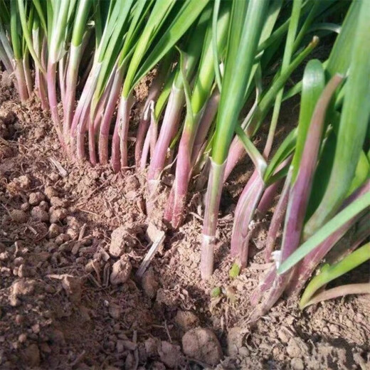 Shop purple-rooted red-rooted broad-leaved single-rooted red leek seeds with large leaves and heat-resistant and cold-resistant white leek seeds. Root red leek seeds Dhr66*heat-resistant and cold-resistant#-about 1000 capsules