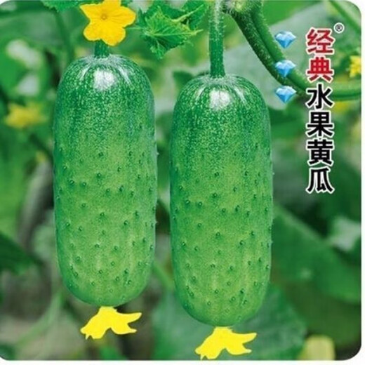 Rabbit leg fruit type authentic fruit cucumber short stick melon seeds field sowing early maturity in spring and autumn carefully selected 1 pack of about 50 seeds