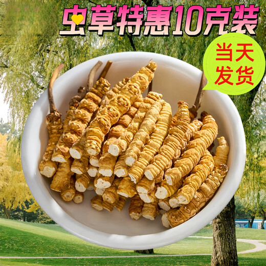 Auténtica área de montaña de nieve, yena l qu gran altitud montaña de nieve cordyceps sinensis hierba entera cordyceps sinensis roto cordyceps sinensis 1 0.33 gramos