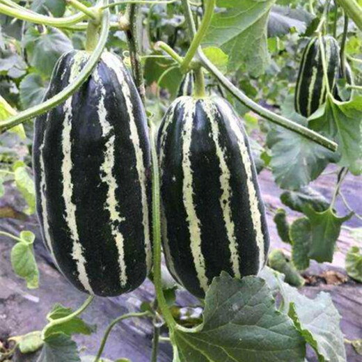 Yimizhu early-maturing thin-skinned rock sugar melon seeds, crispy, sweet and delicious cantaloupe seeds, high-yielding fruits for spring and autumn vegetable planting, rock sugar melon seeds 100 capsules *1 pack + fertilizer