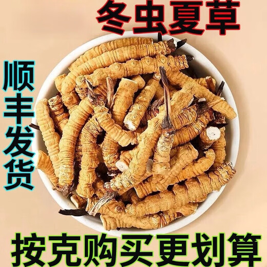 Auténtica área de montaña de nieve, yena l qu gran altitud montaña de nieve cordyceps sinensis hierba entera cordyceps sinensis roto cordyceps sinensis 1 0.33 gramos