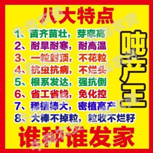 Golden grain 136 corn seeds, stable yield, large sticks, short stems, disease resistance, lodging resistance and drought resistance, corn grains in the north and south are in stock. The national approval ton yield is 136 per acre (3Jin Jin is equal to 0.5 kilograms)