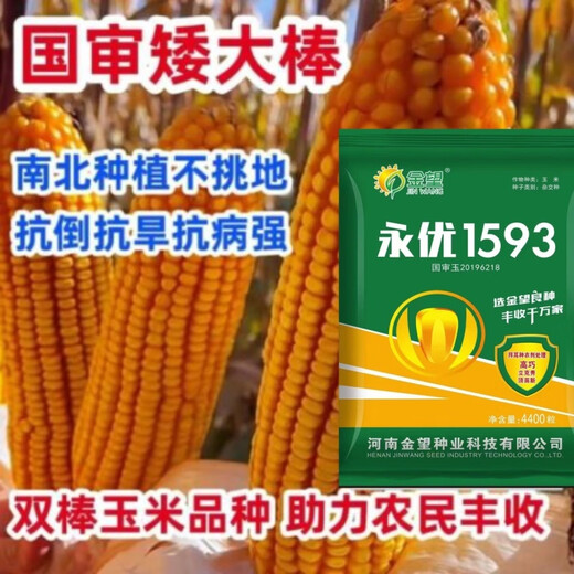 Одобренные на национальном уровне стабильные семена кукурузы с короткими стеблями и большими стеблями, свежими полегающими и засухоустойчивыми пастбищными зернами Северной и Южной Академии сельскохозяйственных наук, упакованное зерно Yongyou 1593, 70 зерен, пробный сорт.