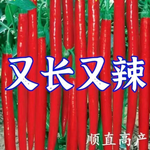 This year's new spicy long-line pepper seeds Erjingtiao 8819 line pepper seeds are planted in spring and autumn. About 400 carefully selected seeds 8819 line pepper seeds