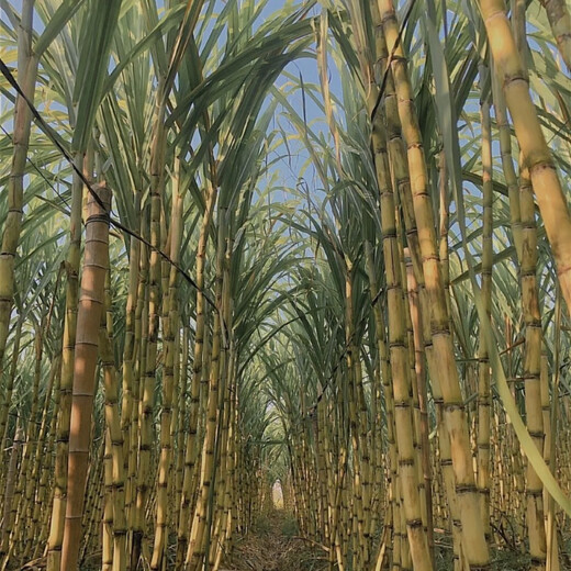 Asarum golden sweet crisp fruit Guangxi sugarcane tail yellow skin seedlings easy to grow in all seasons fresh sprouts potted seedlings winter resistant yellow skin sugar cane middle part 10 yellow skin sugar cane