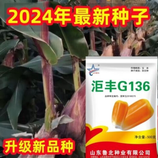Golden grain 136 corn seeds, stable yield, large sticks, short stems, disease resistance, lodging resistance and drought resistance, corn grains in the north and south are in stock. The national approval ton yield is 136 per acre (3Jin Jin is equal to 0.5 kilograms)